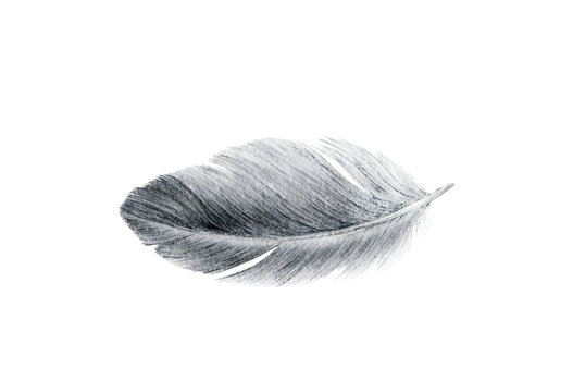 Bird grey feather watercolor realistic illustration. Duck or goose soft natural down image. Fluffy smooth quill isolated on white background.