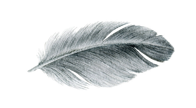 Bird grey feather watercolor realistic illustration. Duck or goose soft natural down image. Fluffy smooth quill isolated on white background.
