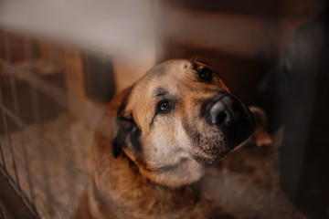 sad mixed breed dog posing in a cage in animal shelter