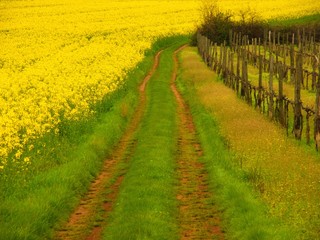 Obraz premium yellow