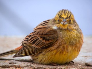 bird