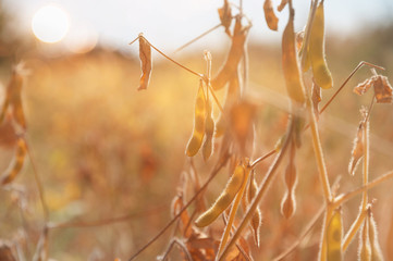 Ripe pods of soybean varieties on the stems of a plant in a field in the sun during harvest. Selective focus.