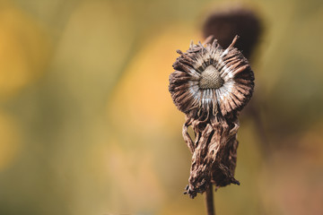 Macro of dead plant stem with seeds. Sun shining with warm green and yellow background. Soft focus and shallow depth of field