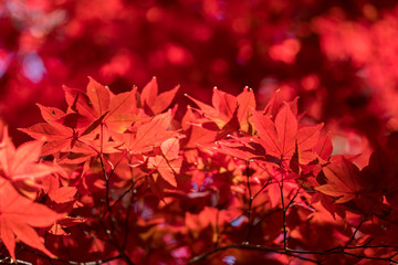 Beautiful vividly red Autumn foliage of a Japanese maple tree at Crowder Park in Apex, North Carolina.
