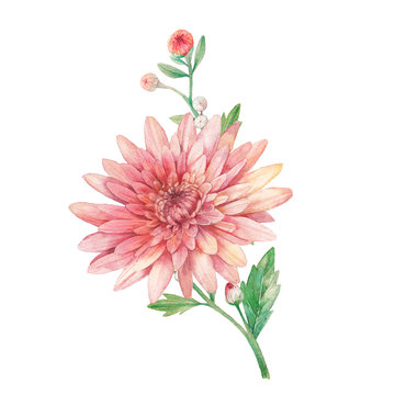 pink watercolor chrysanthemum flower on white clip art preview