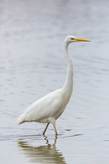 close-up great white egret (ardea alba) walking through shallow water