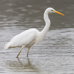 close-up great white egret (ardea alba) standing in shallow water