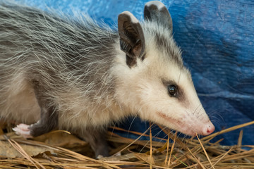 Portrait profile view of a Virginia opossum in Raleigh, North Carolina.