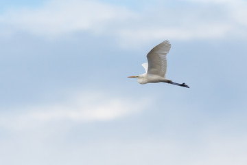 one great white egret (ardea alba) in flight in cloudy sky