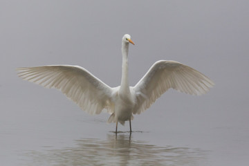 great white egret (ardea alba) landing in shallow water with spread wings
