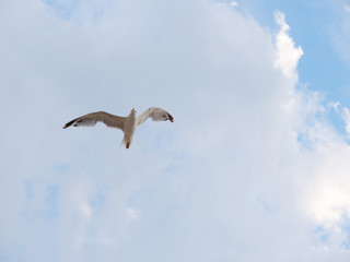 seagull high in the blue sky with clouds