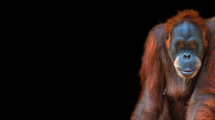 Banner with portrait of funny colorful Asian orangutan at black background with copy space for text, adult, details - obrazy, fototapety, plakaty
