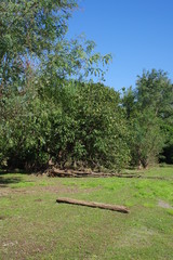 雑木林と空き地