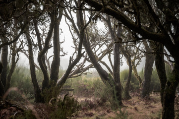 Fototapeta na wymiar old forest in fog
