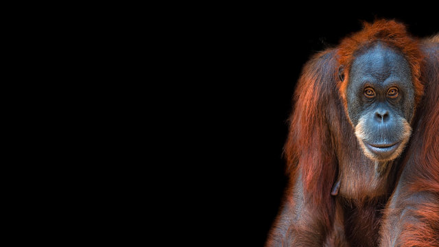 Banner with portrait of funny colorful Asian orangutan at black background with copy space for text, adult, details