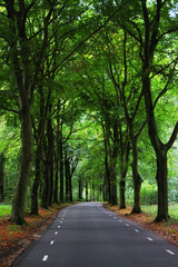 Road into the forest