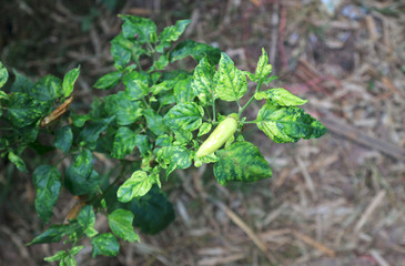 chillitree greenleaves nature background color 