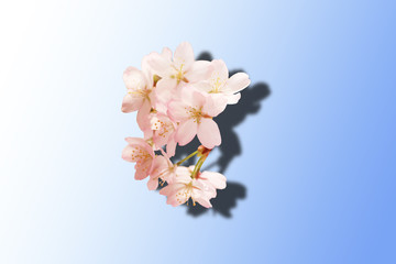 Spring floral background. Sakura flowers with shadow.isolated blue gradient background.