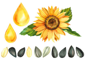 set watercolor illustration, sunflower on isolated white background, sunflower seeds, a drop of oil.
