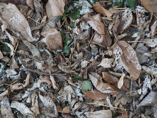 dry autumn leaves on the ground