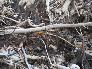 dry uprooted tree roots pile up