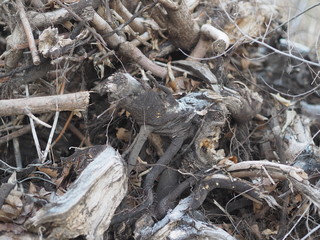 dry uprooted tree roots pile up