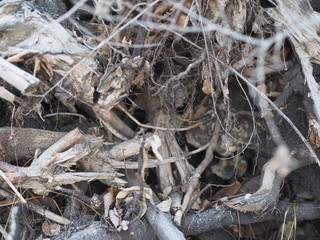 dry uprooted tree roots pile up