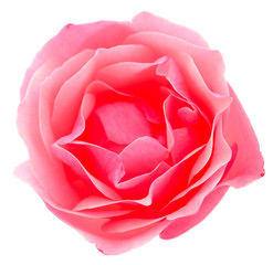 Pink rose flower.