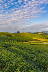 Fototapeta na wymiar Morning light in Choui Fong Green Tea Plantation one of the beautiful agricultural tourism spots in Mae Chan District, Chiang Rai, Thailand 