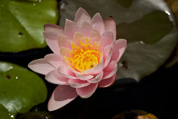 water lily