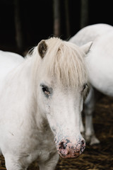 Obraz premium Close-up portrait of white horse stallion in farmaland. Sad gesture