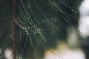 Close-up of Leaves of Australian pine, Beefwood, Common iron wood, False iron Wood, False pine, Queensland swamp oak, Sea oak, She oak, Tree Beefwood. (Casuarina equisetifolia).