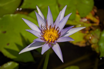 water lily