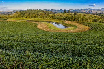 Morning light in Choui Fong Green Tea Plantation one of the beautiful agricultural tourism spots in Mae Chan District, Chiang Rai, Thailand 