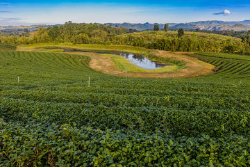 Fototapeta premium Morning light in Choui Fong Green Tea Plantation one of the beautiful agricultural tourism spots in Mae Chan District, Chiang Rai, Thailand 