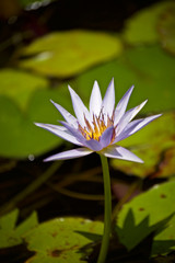water lily