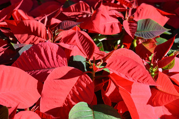 Red poinsettia, traditional colourful Christmas pot plants, for sale in a garden centre