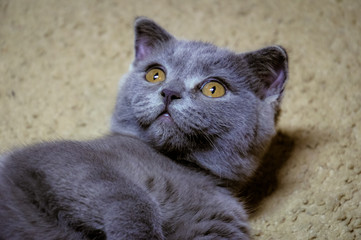Portrait of little cute Scottish fold kitten.