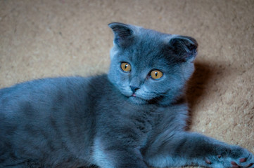 Portrait of little cute scottish fold kitten.