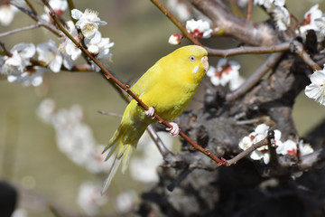 セキセイインコ