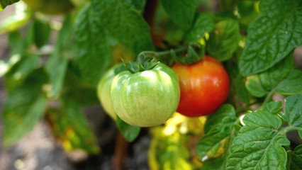 Green and ripe red tomato fruits growing on a tomato plant in a vegetable garden.