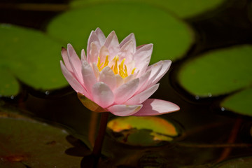 Water lily