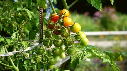 A bunch of ripe red and green cherry tomatoes growing on a tomato plant in a garden.