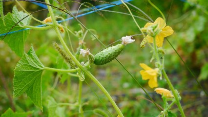 Photo of a small green cucumber with a dry flower at tip and bright yellow cucumber flowers on branch in a farm garden. Growing organic vegetables. 