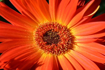 Bright orange Gerbera daisy, Asteraceae, closeup