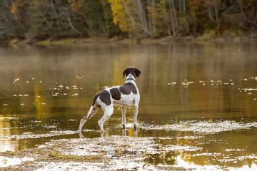 Dog english pointer