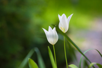 two white tulips outside