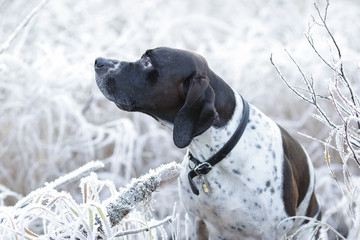 Dog english pointer