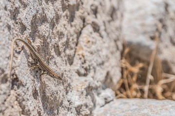 lizard on rock
