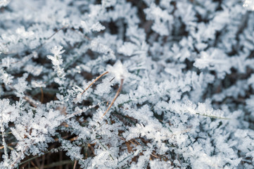 the grass is covered with frost Macro photo, blue tinted glass, selective focus